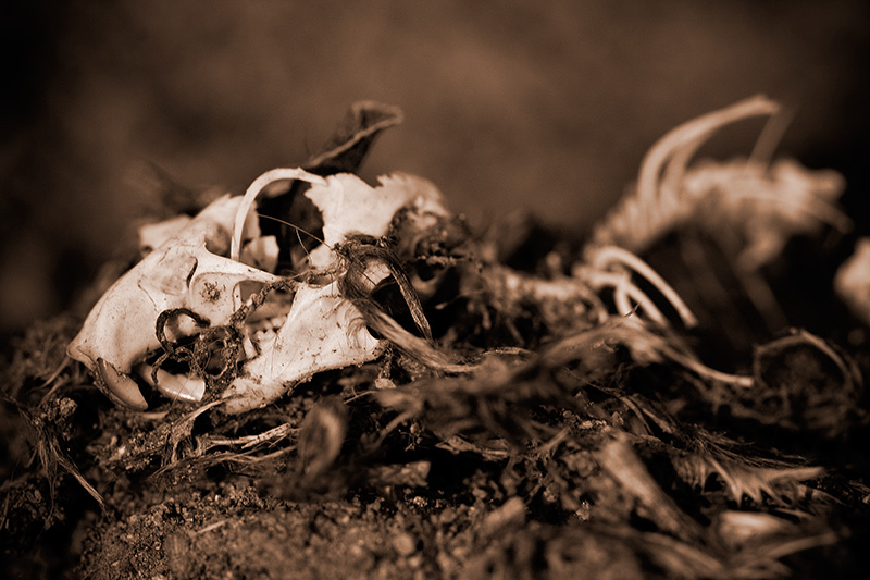 A rat skeleton that somewhat resembles a dinosaur.