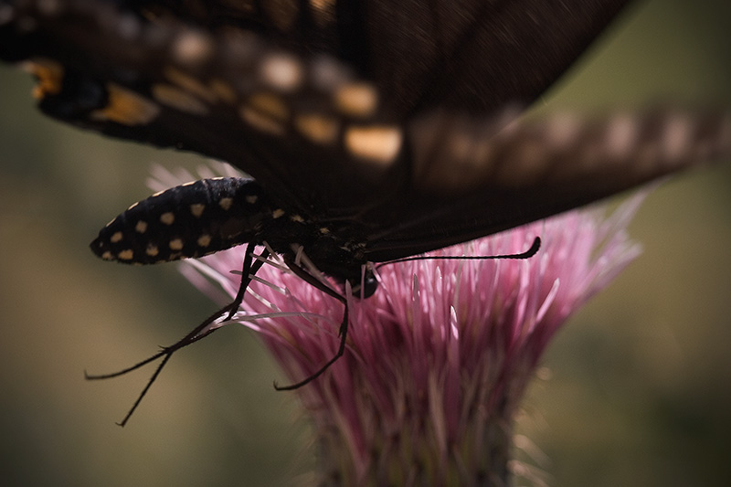 A black butterfly which crash-landed into a thistle flower.