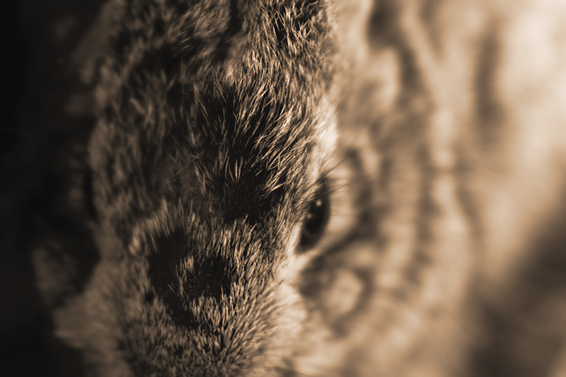 A young cottontail rabbit, named after Thomas Jefferson.