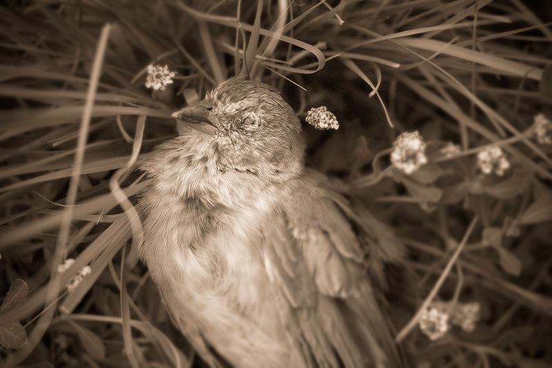 A dead bird lying among grass and flowers.