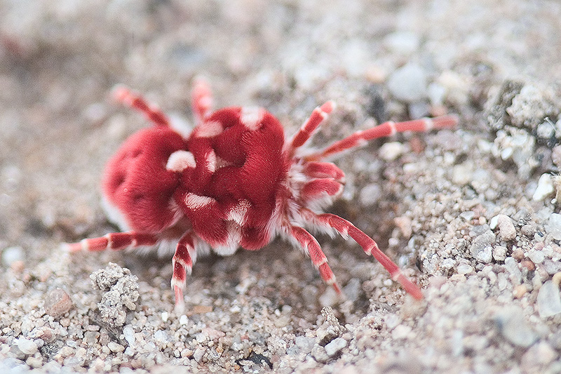 A red spider mite walking along the ground.