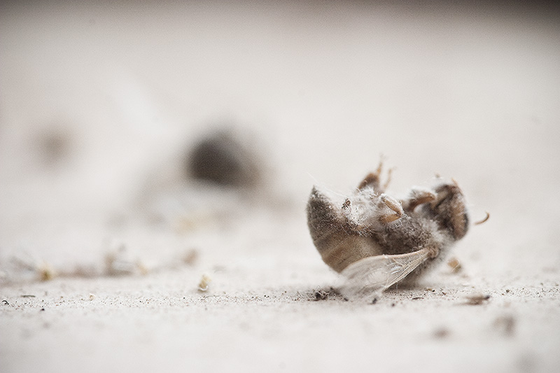 Dead insects littering the ground like destroyed military equipment on a battlefield.