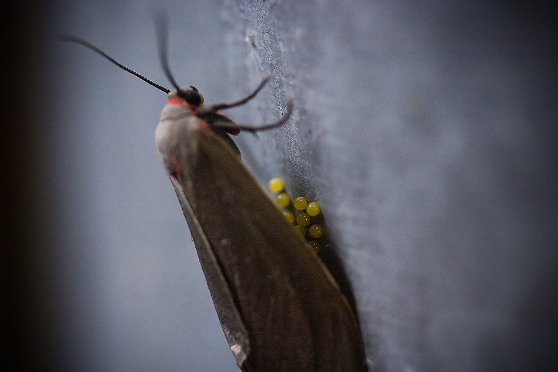A moth (totally resembling a cloaked vampire!) with its eggs.