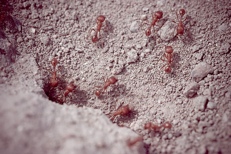 Red harvester ants exiting & entering their nest.