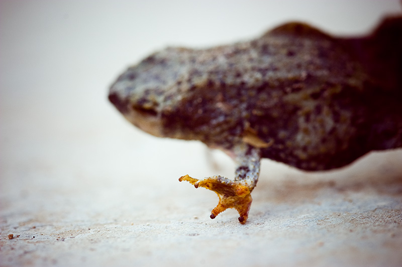 A dead frog dancing.