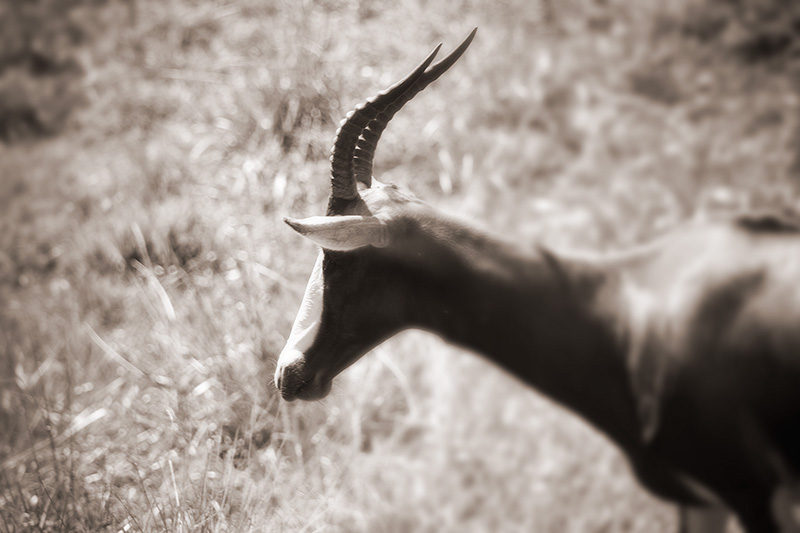 A gazelle walking through grasslands.