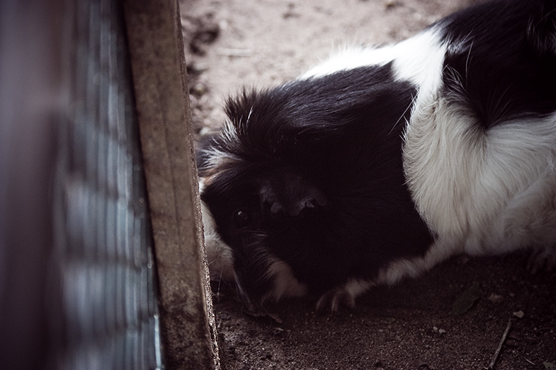 A guinea pig digging under a fence.
