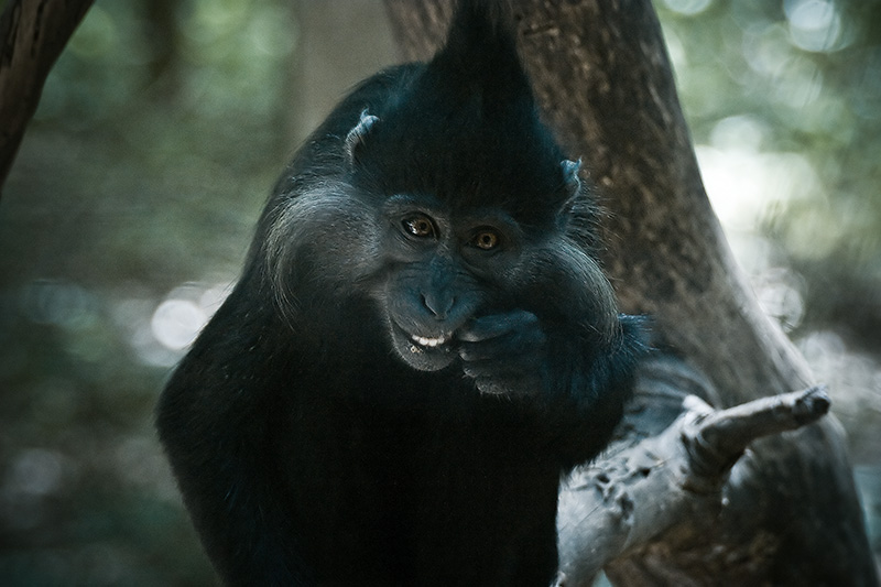 A black monkey grinning while sticking something in his mouth.