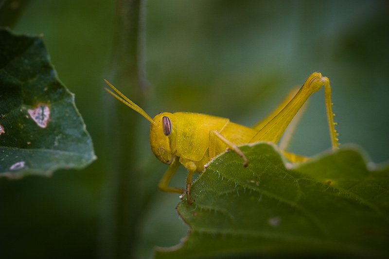 A bright yellow grasshopper setting on a green leaf.
