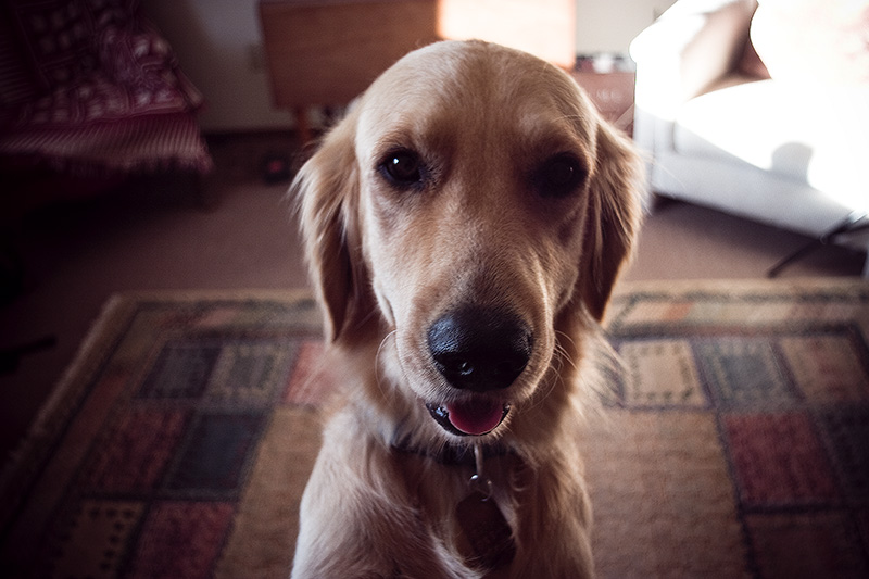A golden retriever jumping up to look into the camera.