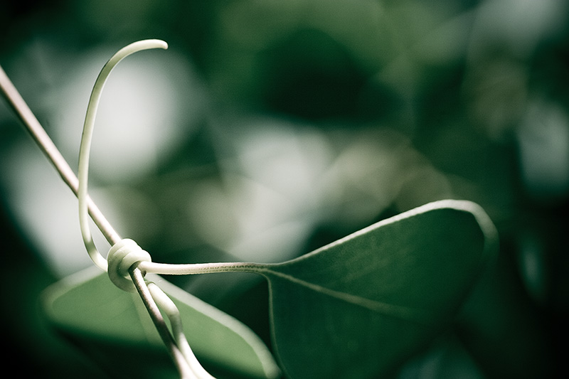 Eucalyptus branch, with the tip of a grape vine wrapped around it.