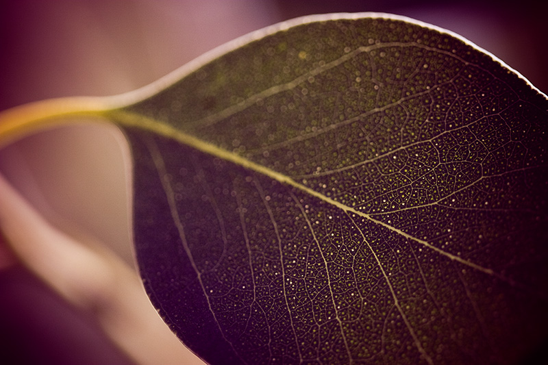 Backlit eucalyptus leaf, with veins and other detail visible.