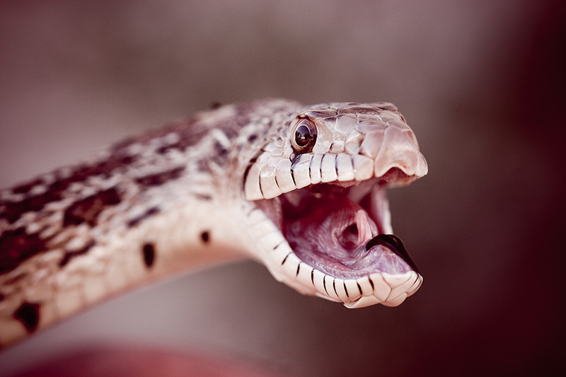 A snake with its mouth open, hissing.