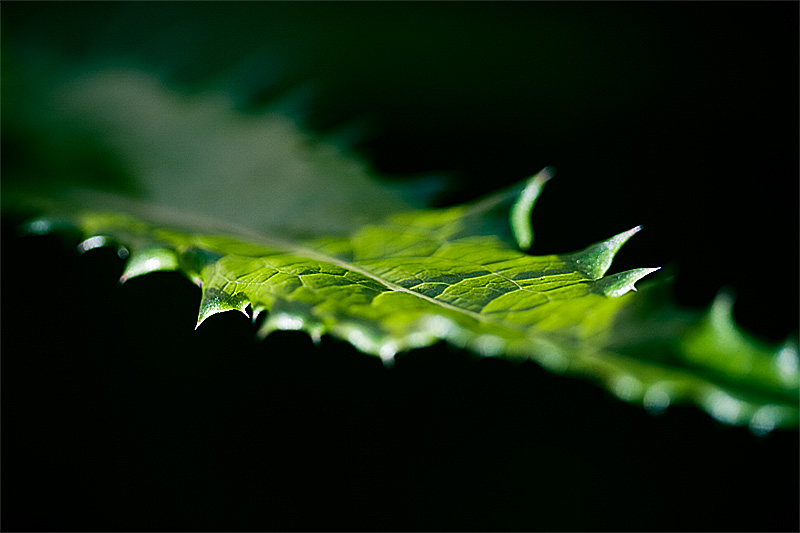 A bright green, backlit dandelion leaf.