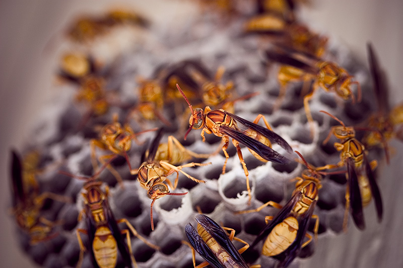 A dozen paper wasps on their nest.