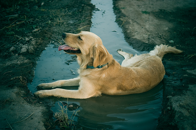 A golden retriever cooling down in a puddle.
