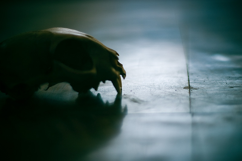 Silhouette of a cat skull lying on a moderately shiny floor.