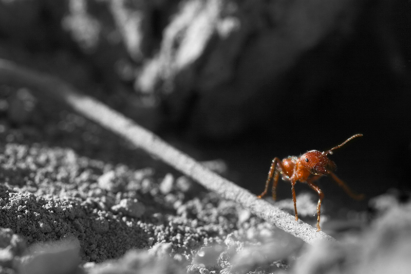 A single red harvester ant walking along a narrow, dead stick.