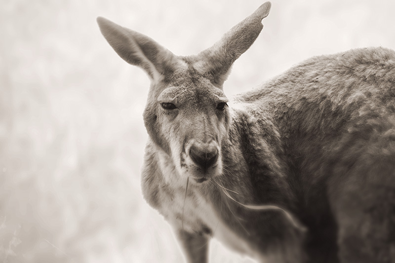 A red kangaroo with a nick out of one ear eating a blade of grass.