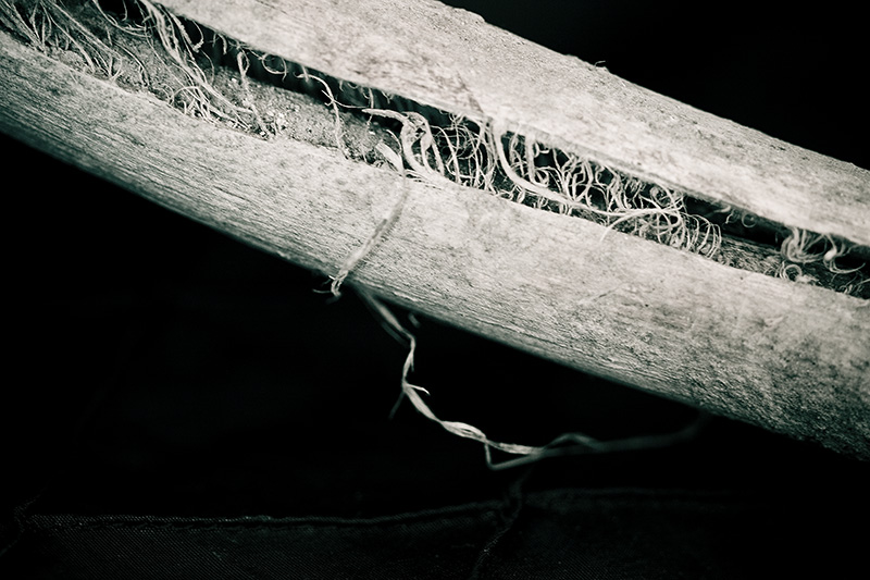 A stick, cracked lengthwise, with fibrous threads holding the two sides together.