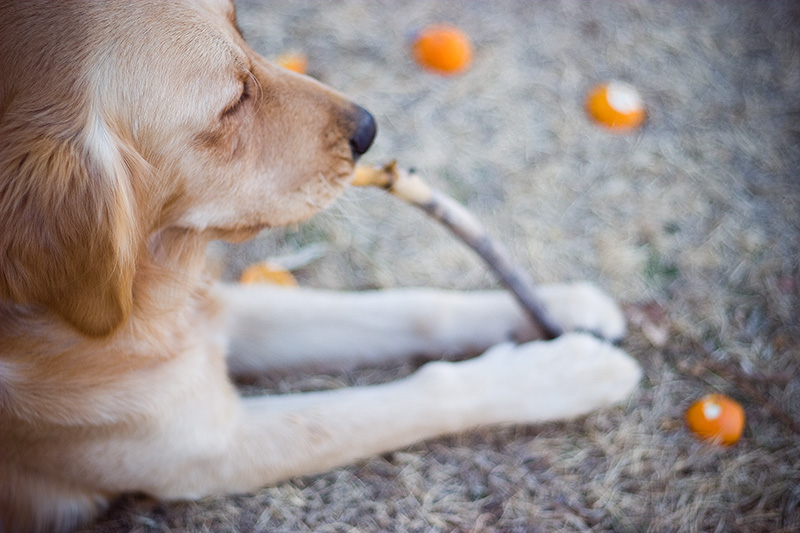 A Golden Retriever chewing on a stick, surrounded by orange peels.