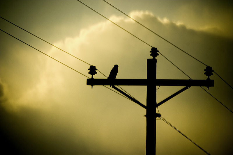 A backlit hawk sitting on a telephone pole.