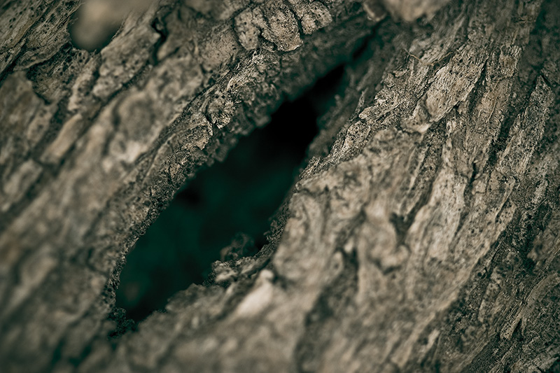 A hole in the trunk of a tree, resembling an eye.