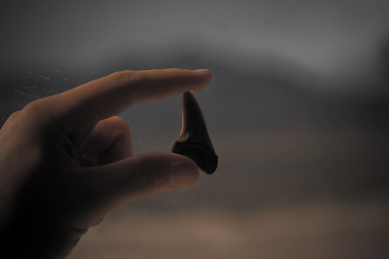 A backlit hand holding a shark tooth between two fingers.