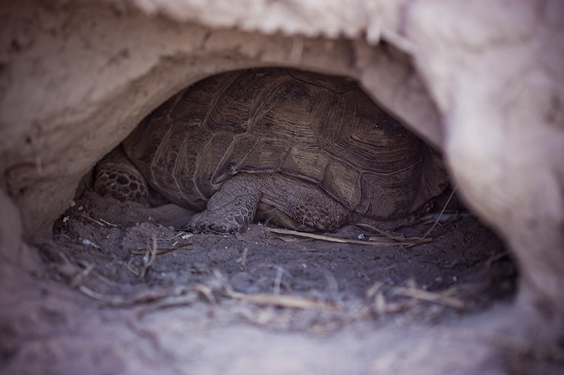 A tortoise hiding inside its hole.