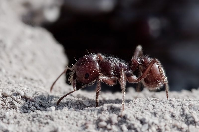 A harvester ant walking in front of the entrance to its nest.