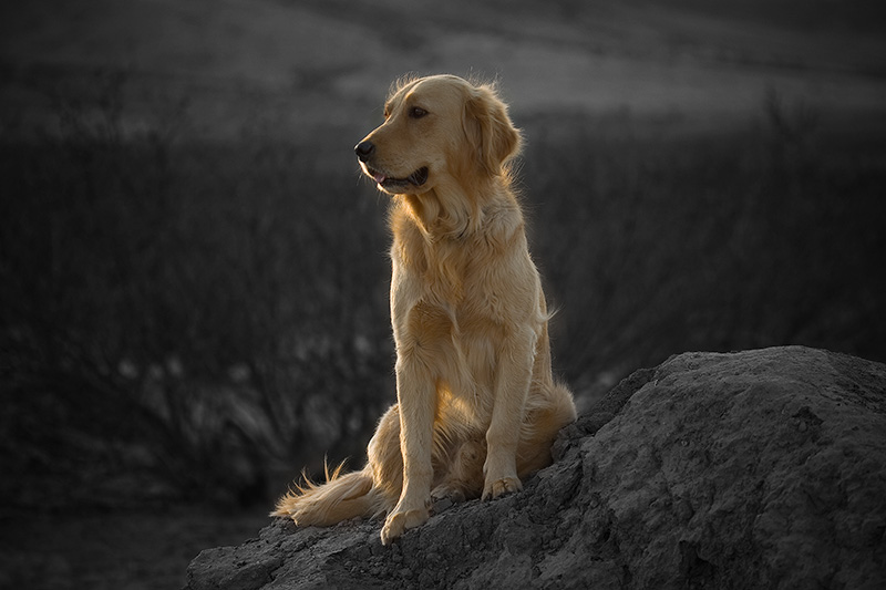Golden retriever sitting in late-afternoon sunlight.