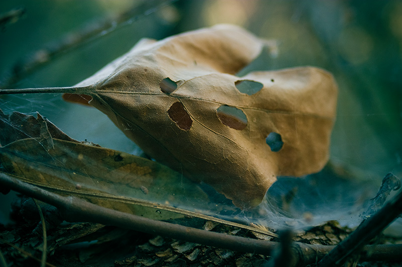 A dead leaf with numerous holes through it.