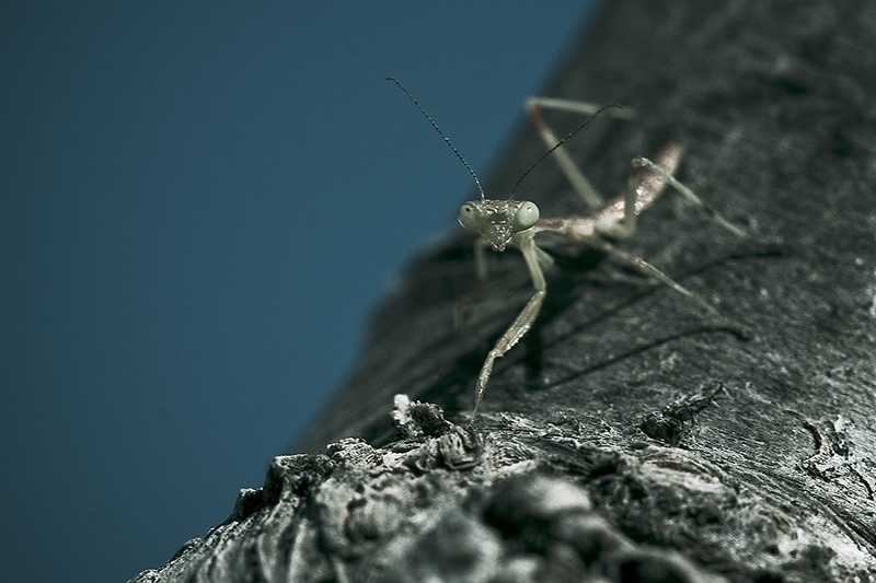 A praying mantis nymph crawling down a branch of a cherry tree.