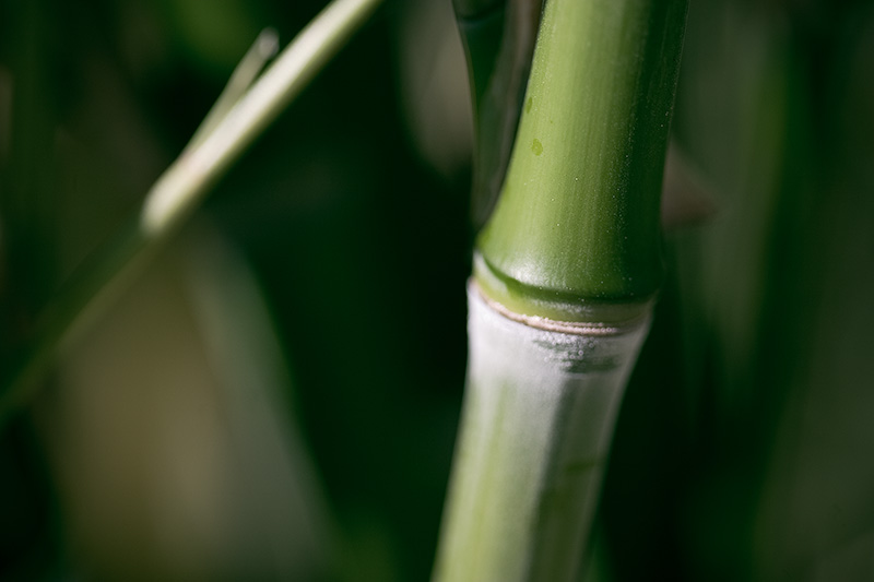 Detailed view of a single bamboo node.