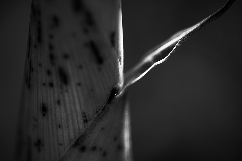 A single bamboo leaf pulling away from a new shoot.