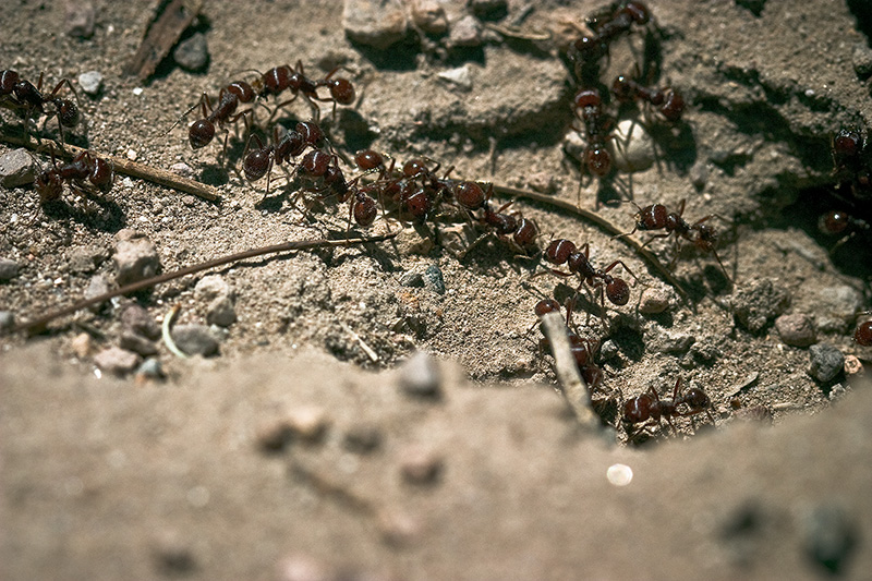 A line of harvester ants moving material in and out of their main entrance.