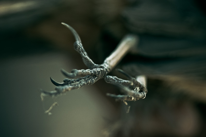 A close-up of the feet of a dead bird.