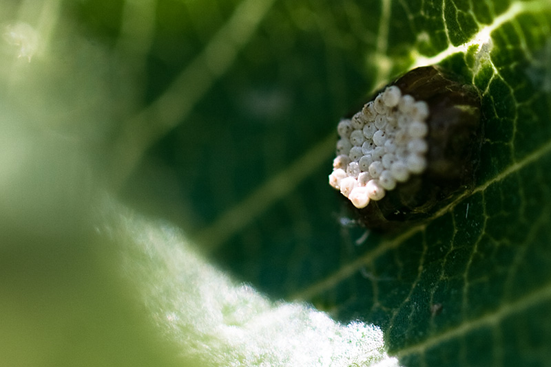 Hexagonal insect egg mass on a leaf.