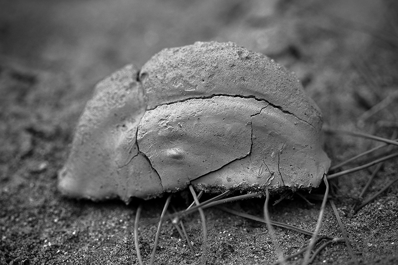 A piece of dried mud which looks vaguely like an extremely stylized elephant.