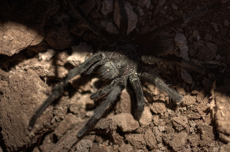 A tarantula half-hidden in the shadows.