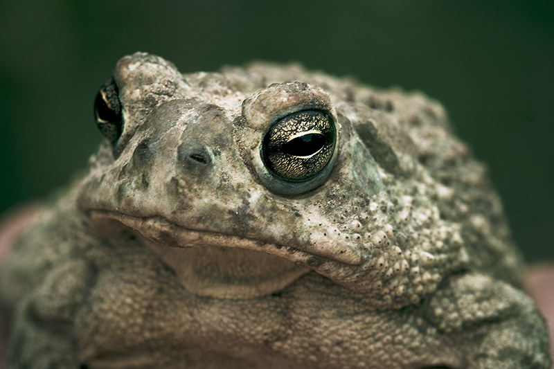 A large toad poses for a portrait.
