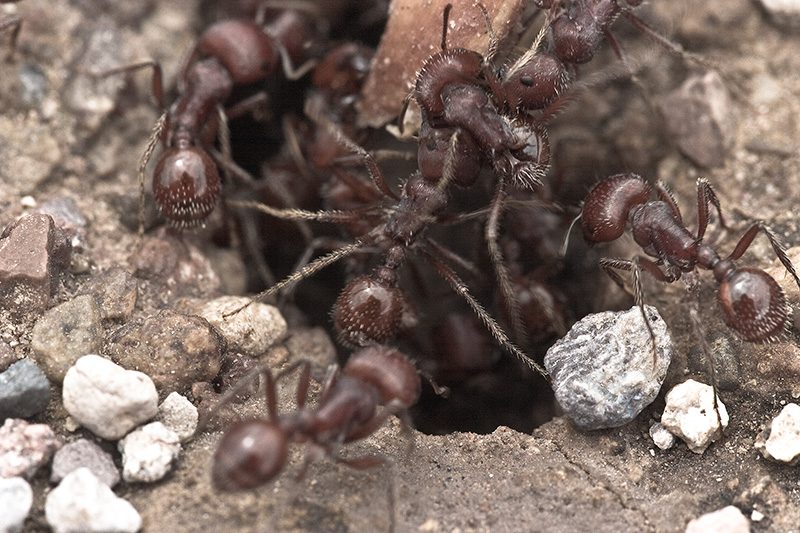 A group of harvester ants carrying a seed into their hive.