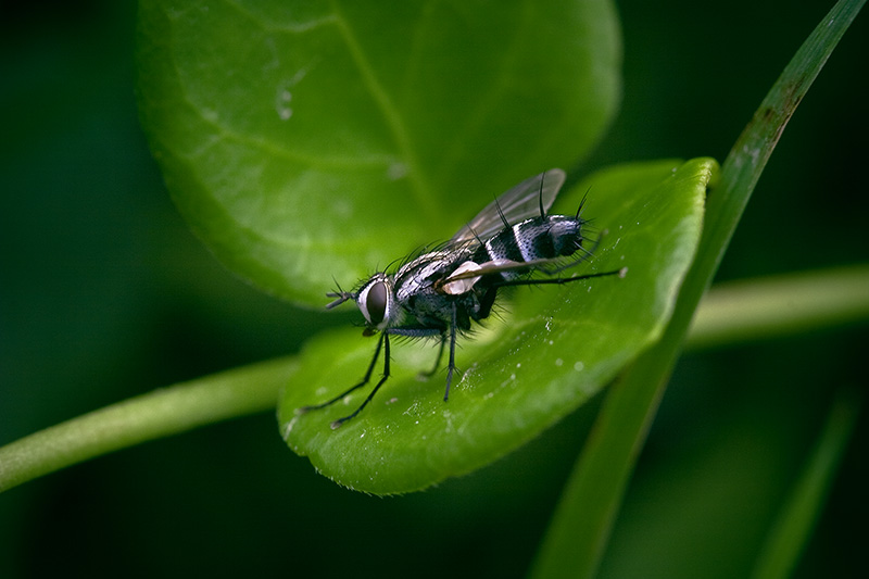 A large fly sits on the surface of a Periwinkle leaf.