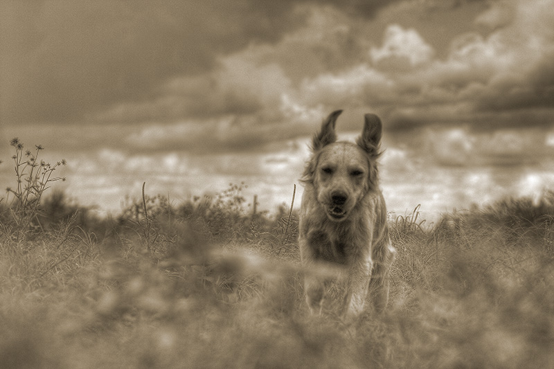 A golden retriever runs through the grass towards the camera, his ears up in the air.