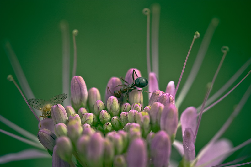 An ant and a fly on the surface of a purple flower.
