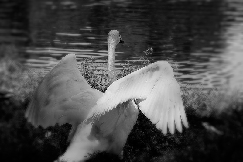 A swan, seen from behind, spreads its wings.