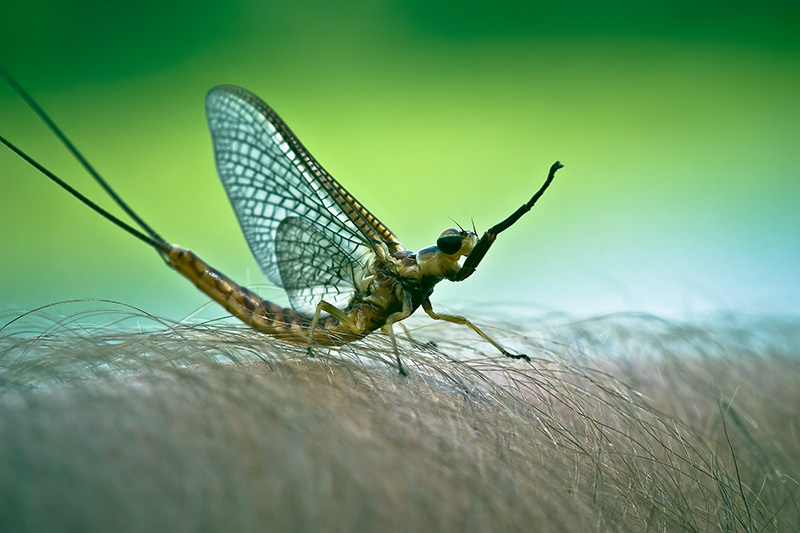 A mayfly resting on a human arm.