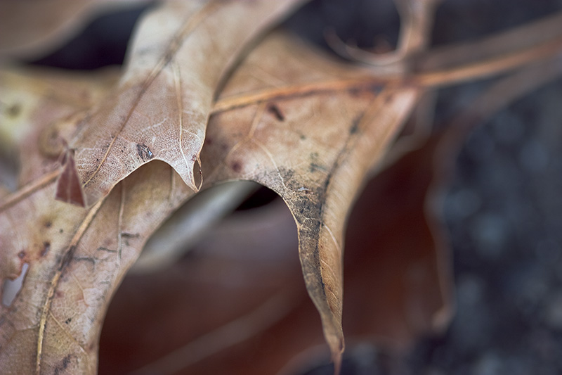 A macro shot of dead leaves.
