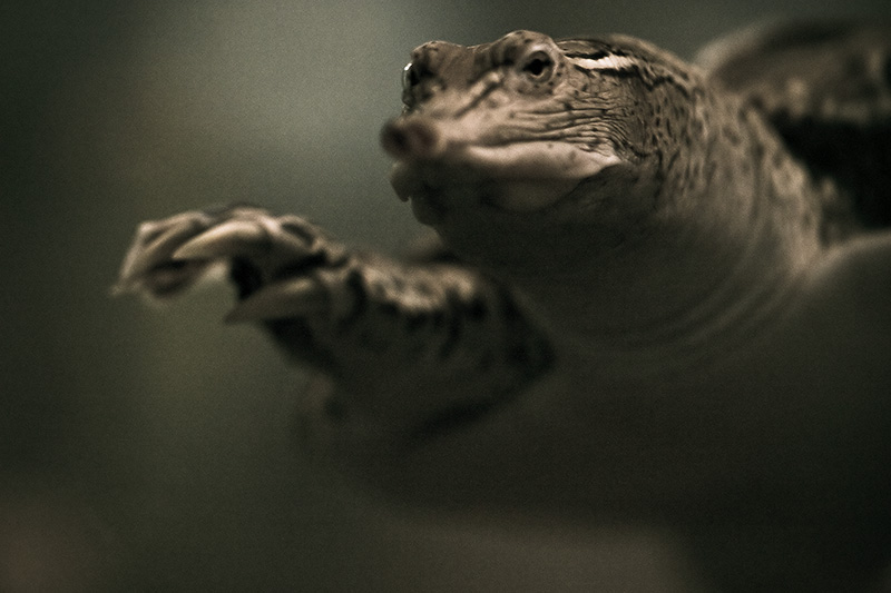 A Spiny Soft-shell turtle extending one foot forward.