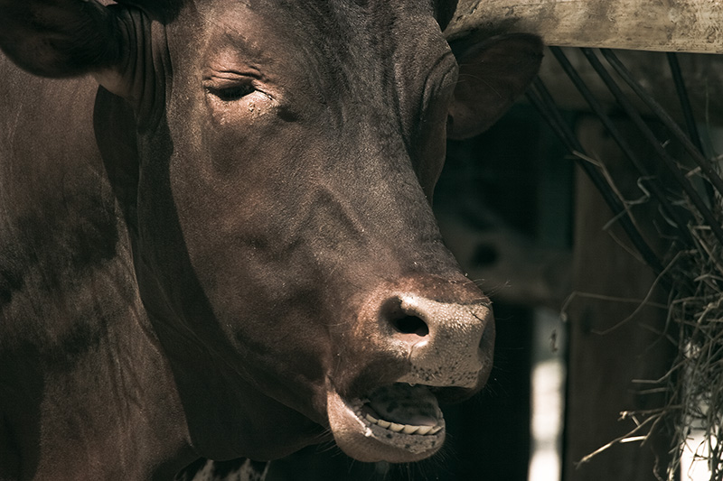 An Ankole-Watusi bull with its mouth open.